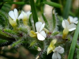 Muraltia thunbergii flowers